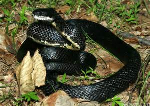 Ohio Snake Identification Chart